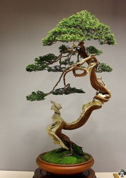 Uygulamalı Ağaç Sanatı: Bonsai Yapım Atölyesi Etkinlik Afişi