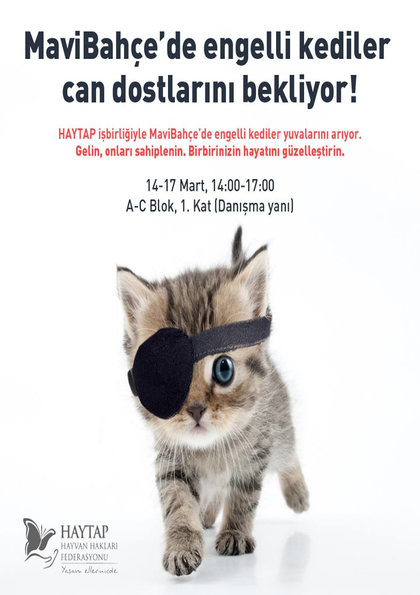 MaviBahçe'de Engelli Kediler Can Dostlarını Bekliyor! Etkinlik Afişi