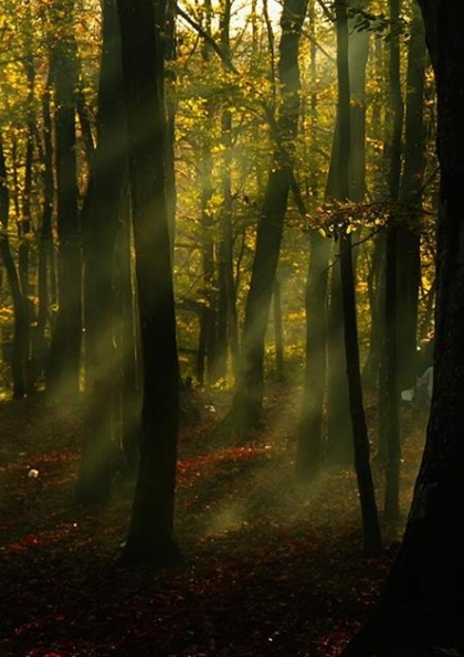 Belgrad Fotoğraf Atölyesi Etkinlik Afişi